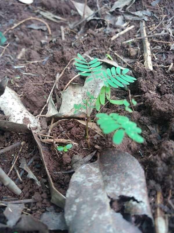tree image