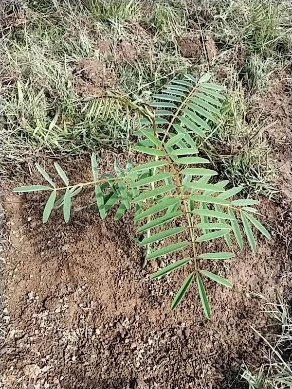 tree image