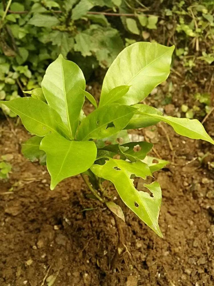 tree image