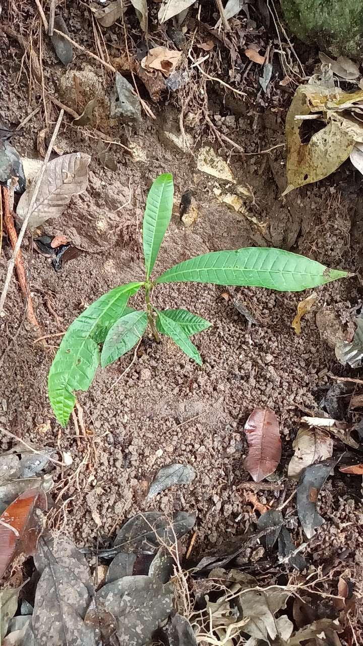 tree image