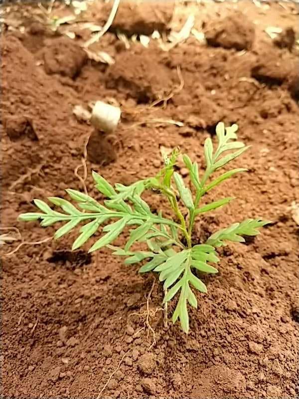 tree image