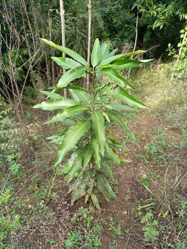 tree image