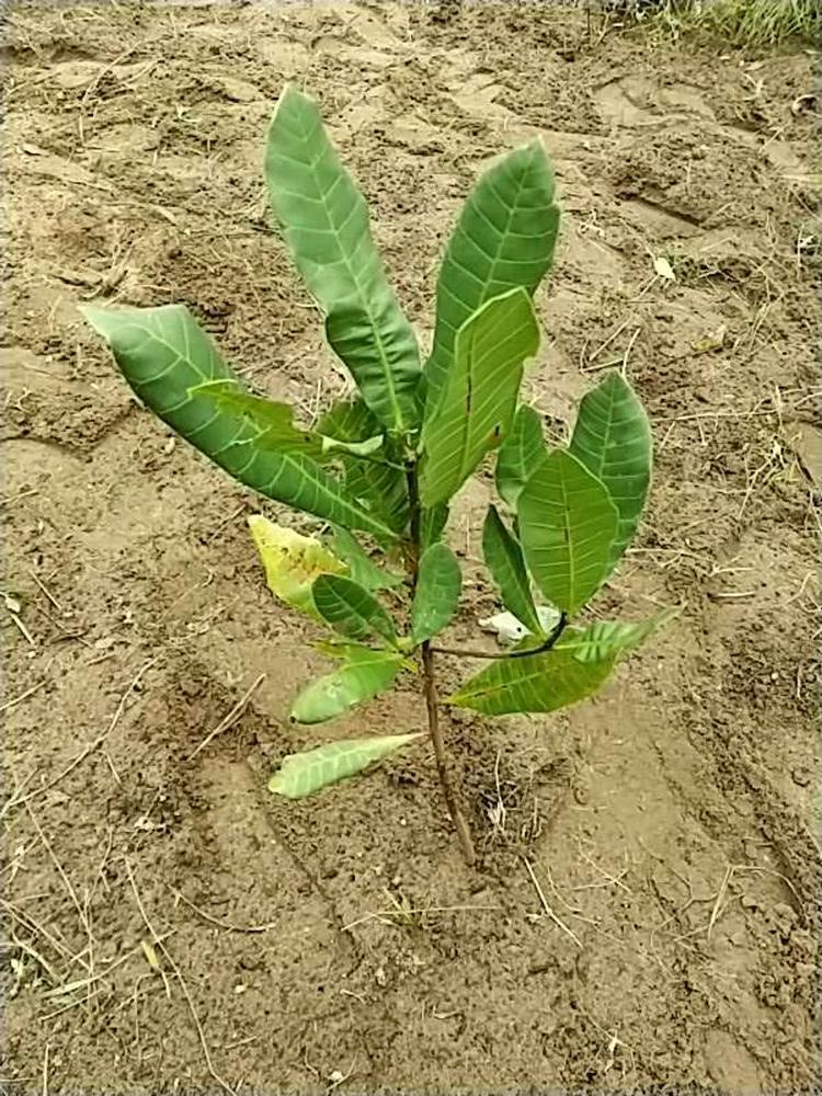 tree image