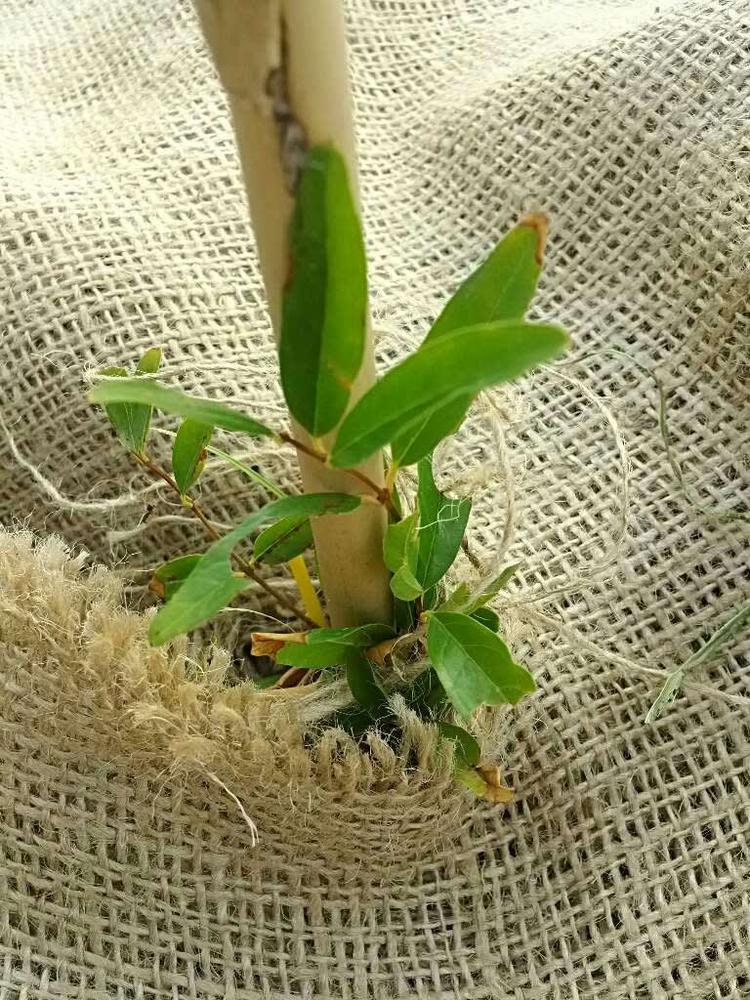 tree image