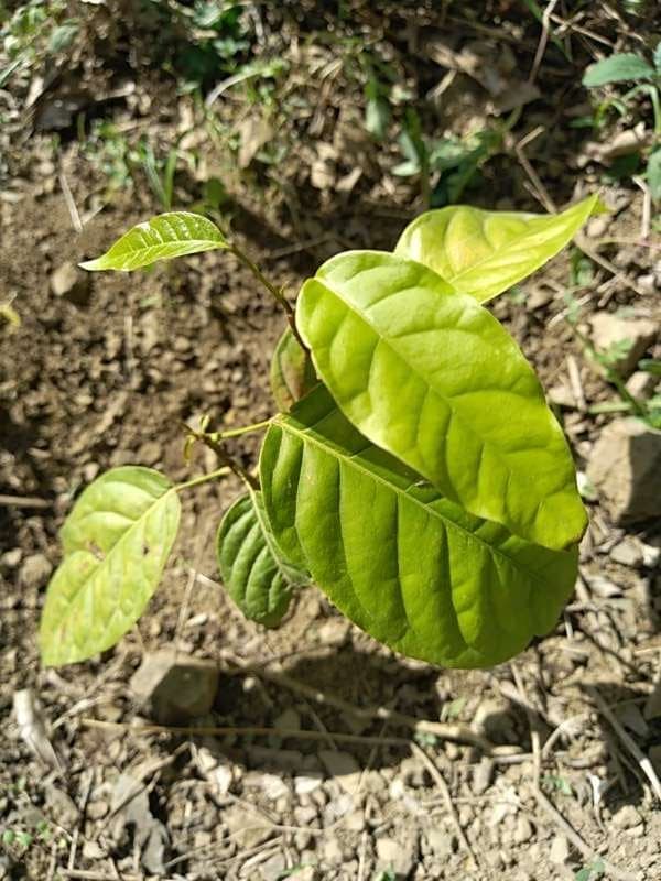 tree image