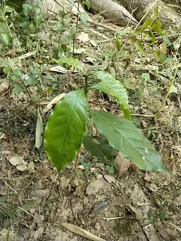 tree image