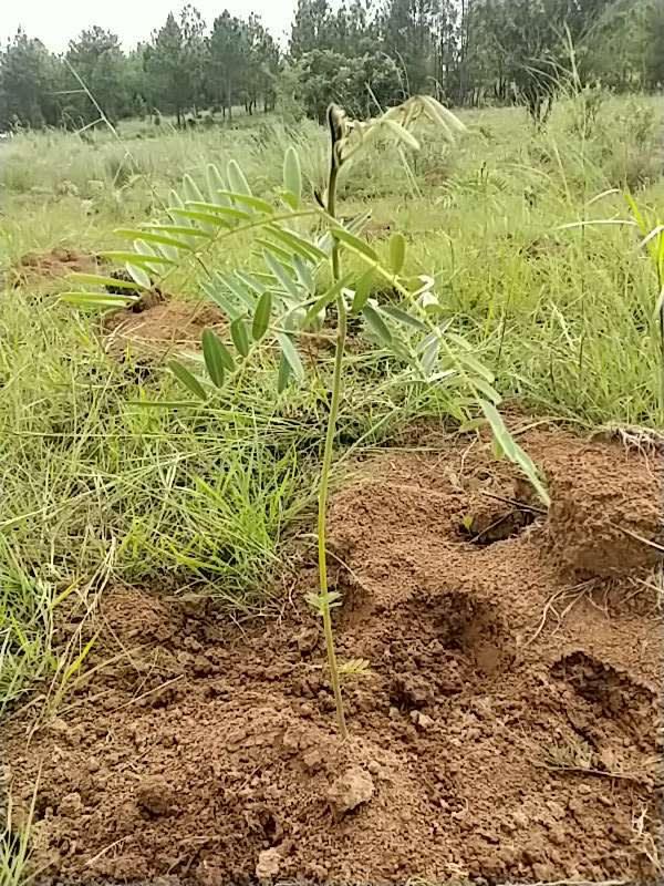 tree image