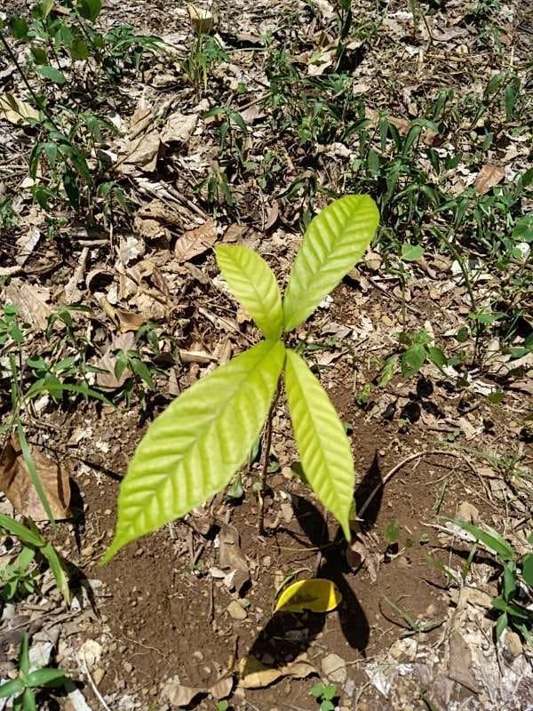 tree image