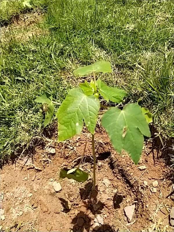 tree image