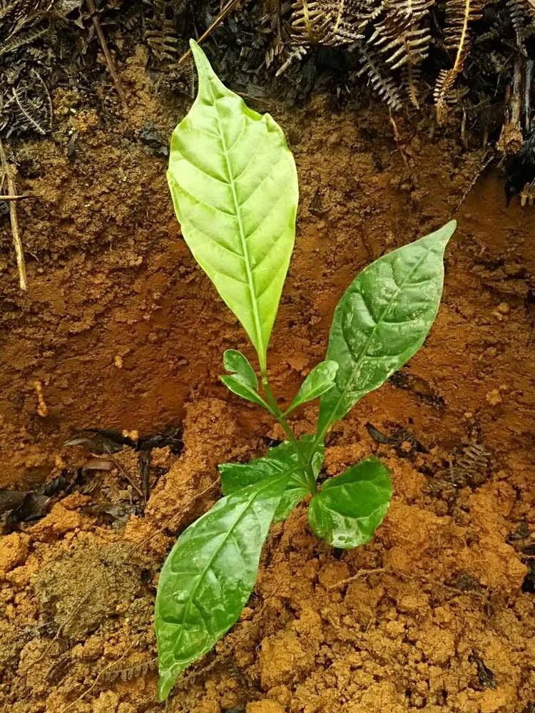 tree image