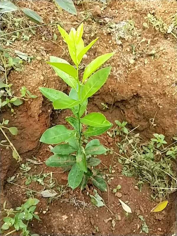 tree image