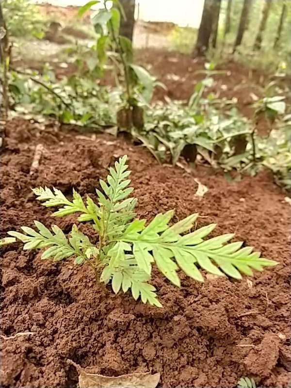 tree image