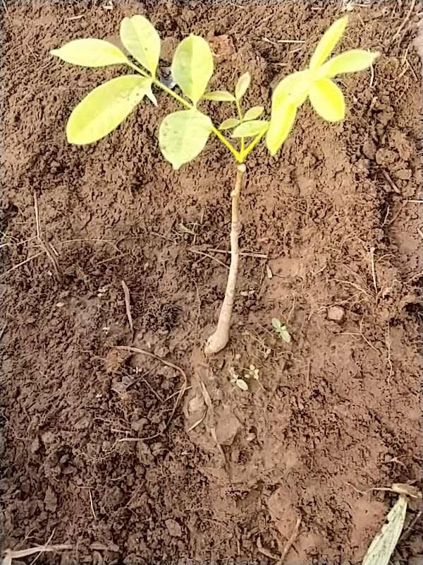 tree image