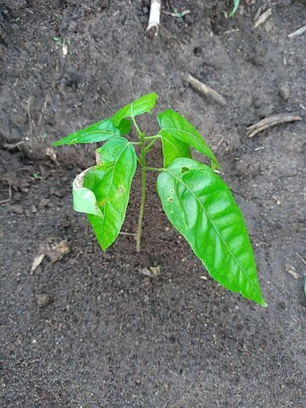 tree image