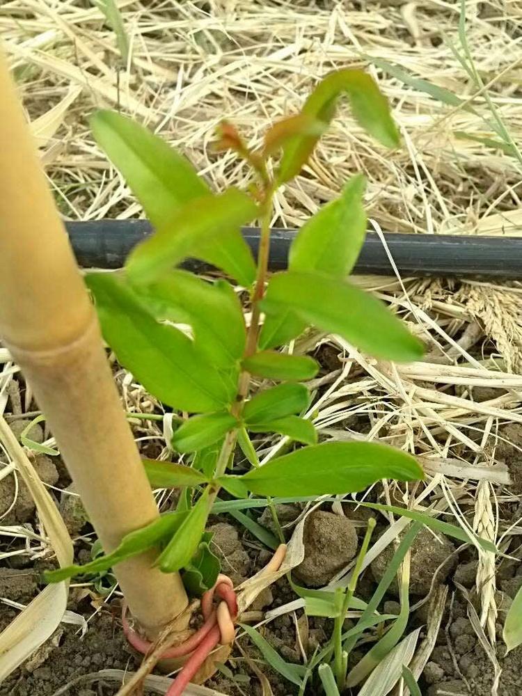 tree image