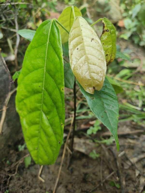 tree image