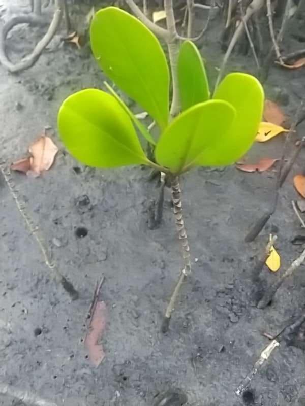 tree image