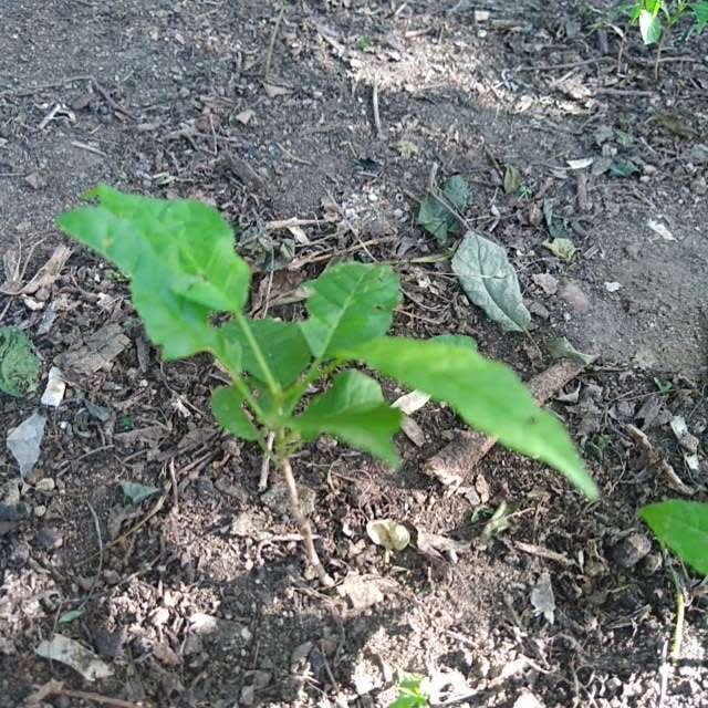 tree image