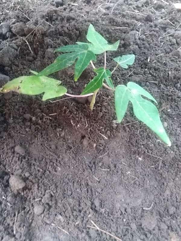tree image