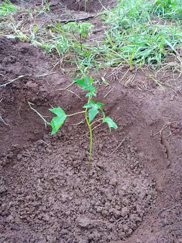 tree image