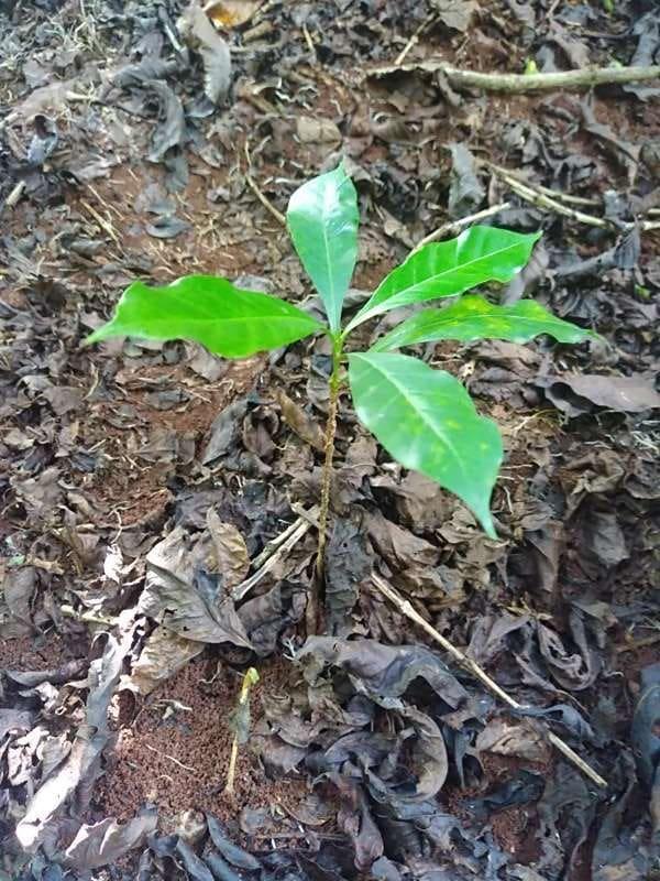 tree image