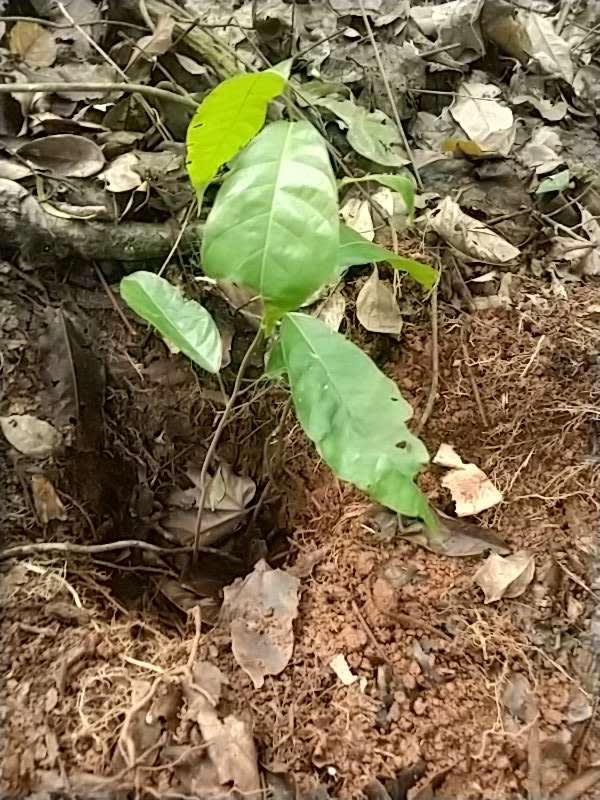 tree image