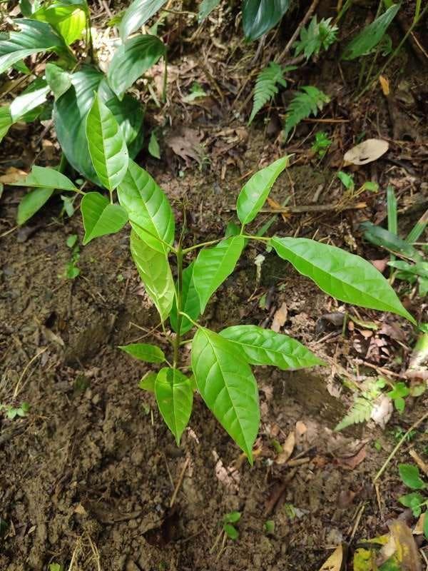 tree image