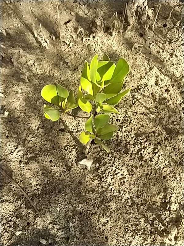 tree image