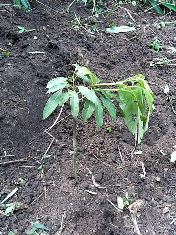 tree image