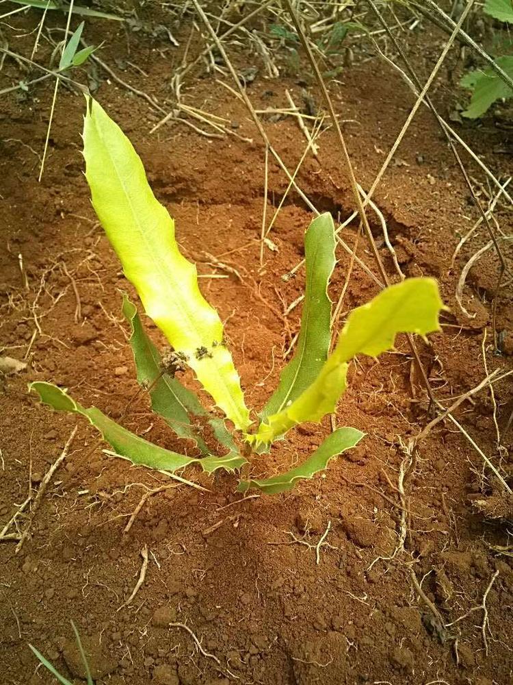 tree image