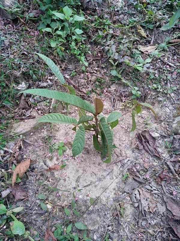 tree image