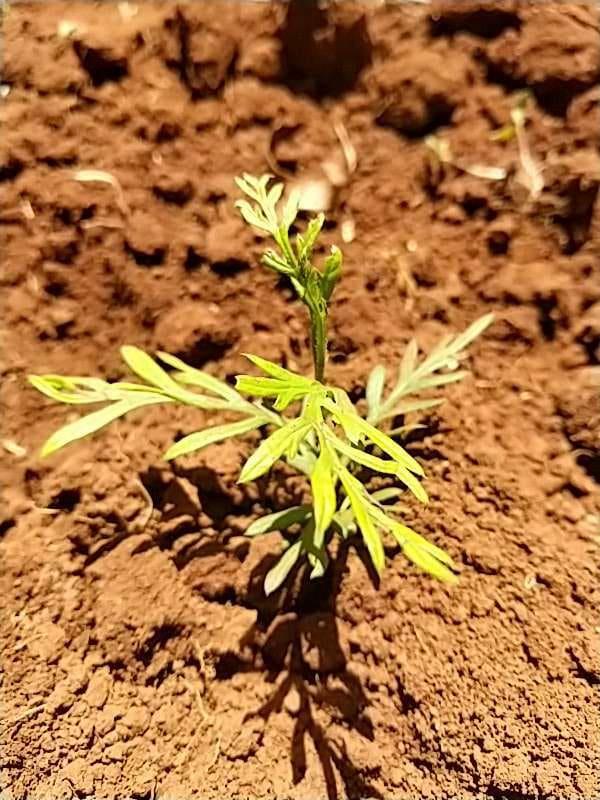 tree image