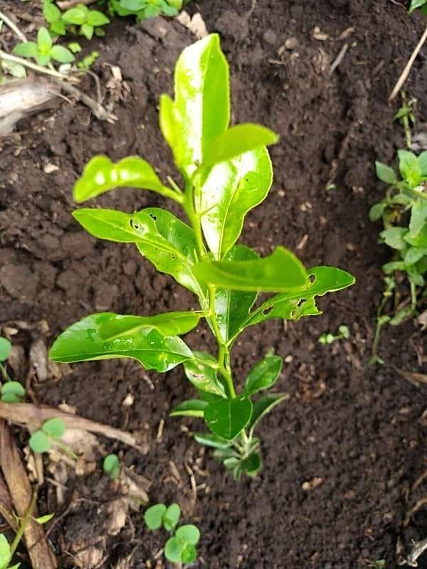 tree image