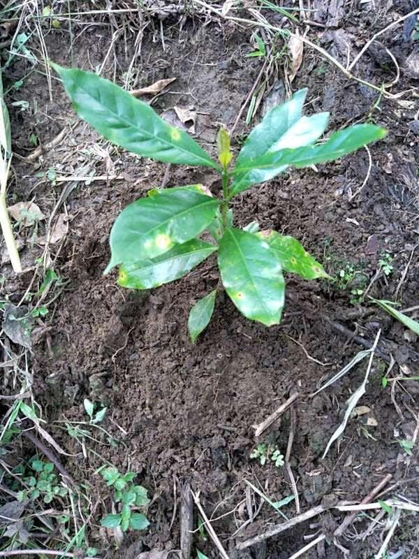 tree image