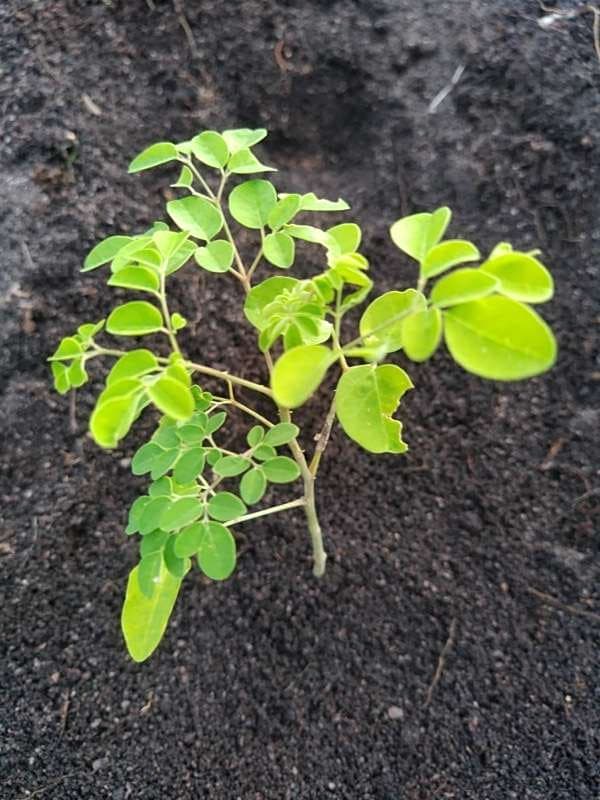 tree image