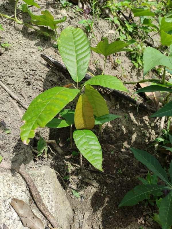 tree image