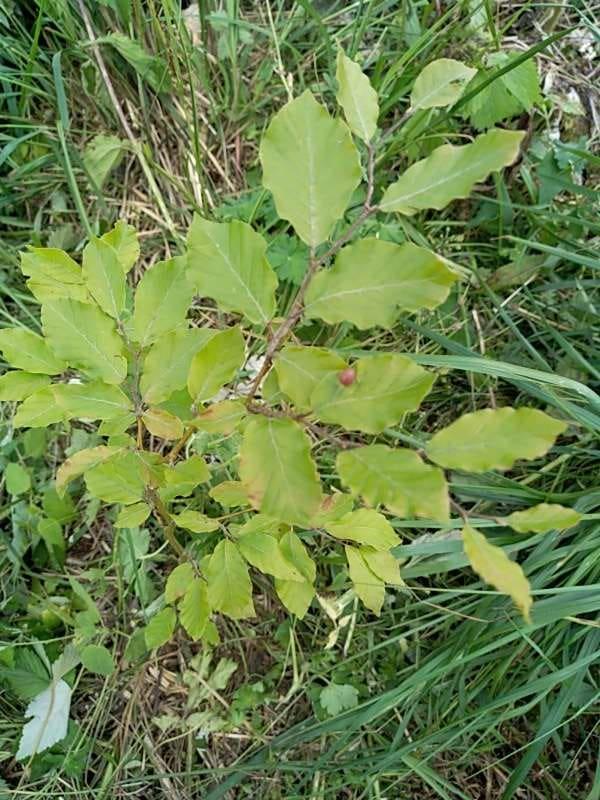 tree image