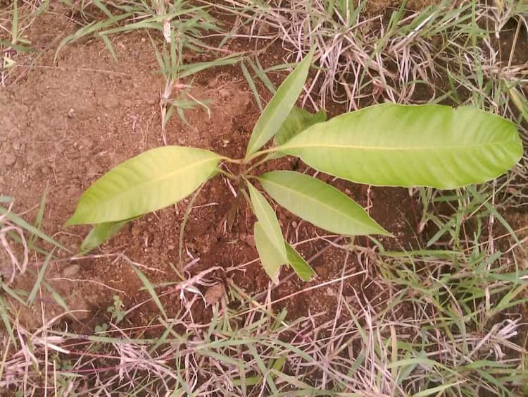 tree image