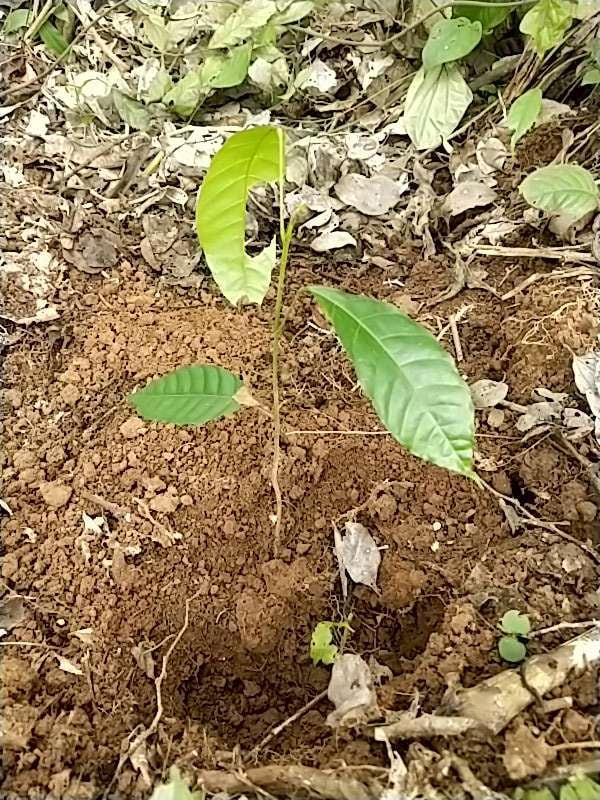 tree image