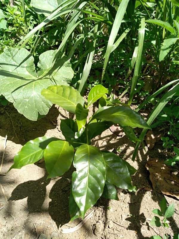 tree image