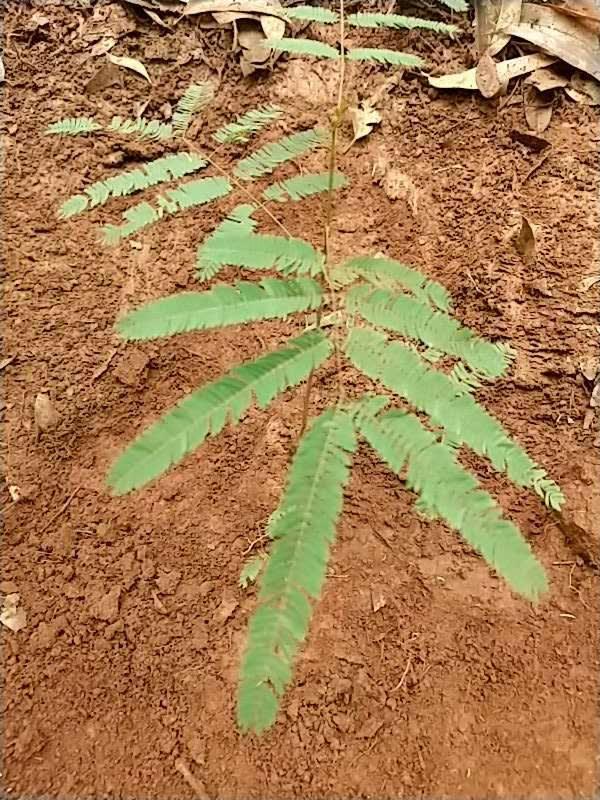 tree image