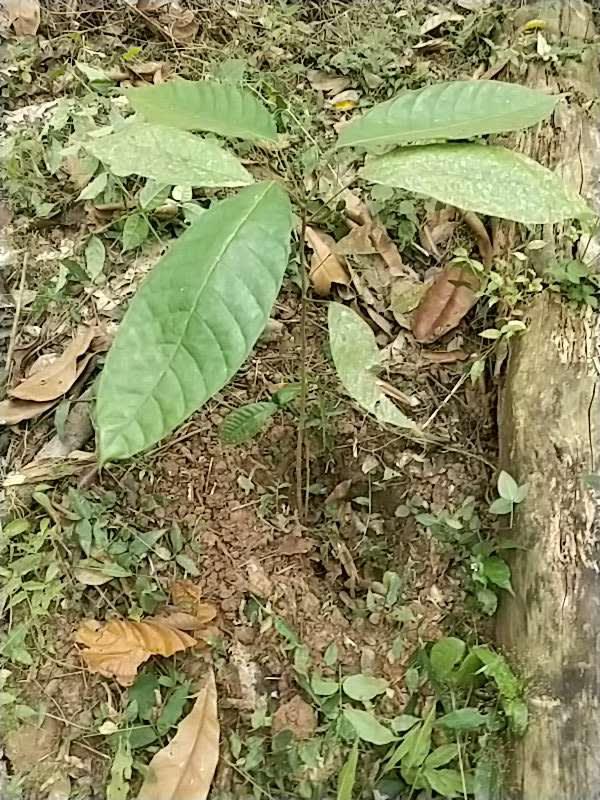 tree image