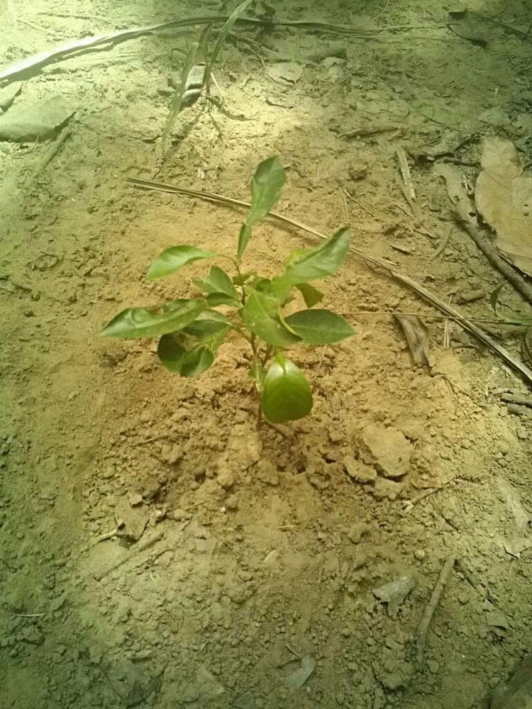 tree image