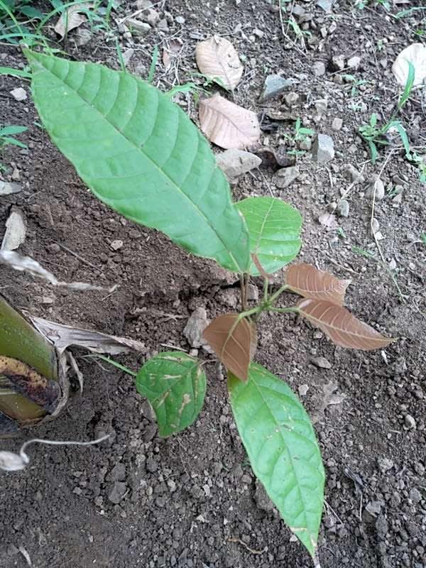 tree image