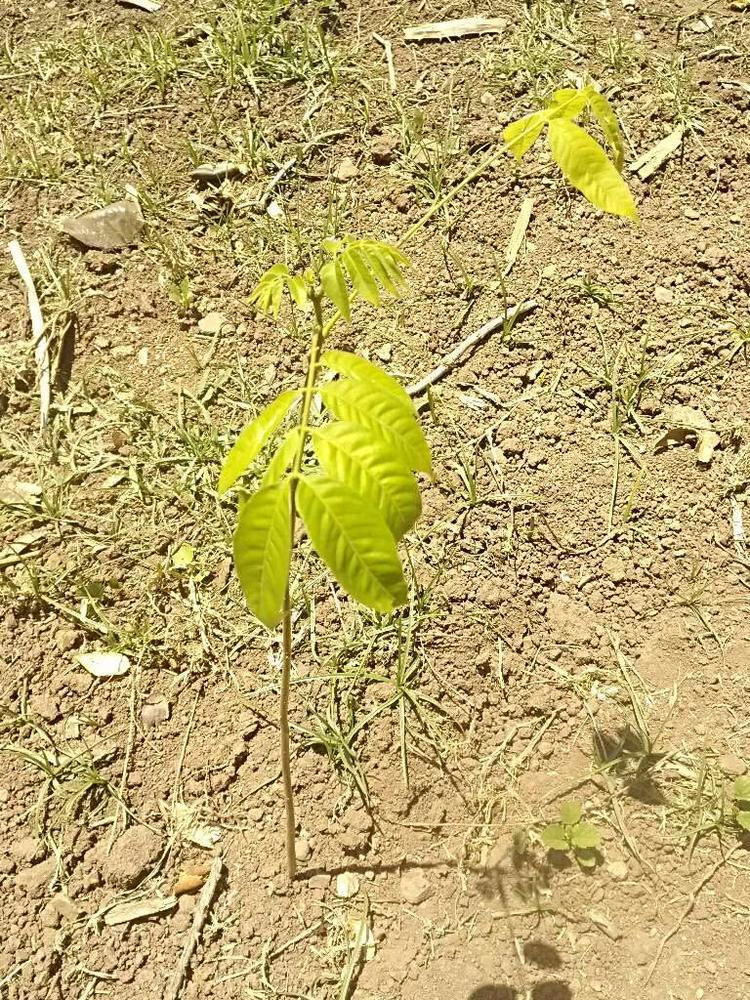 tree image