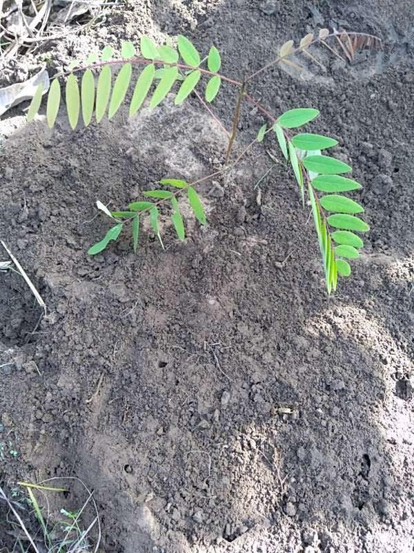 tree image