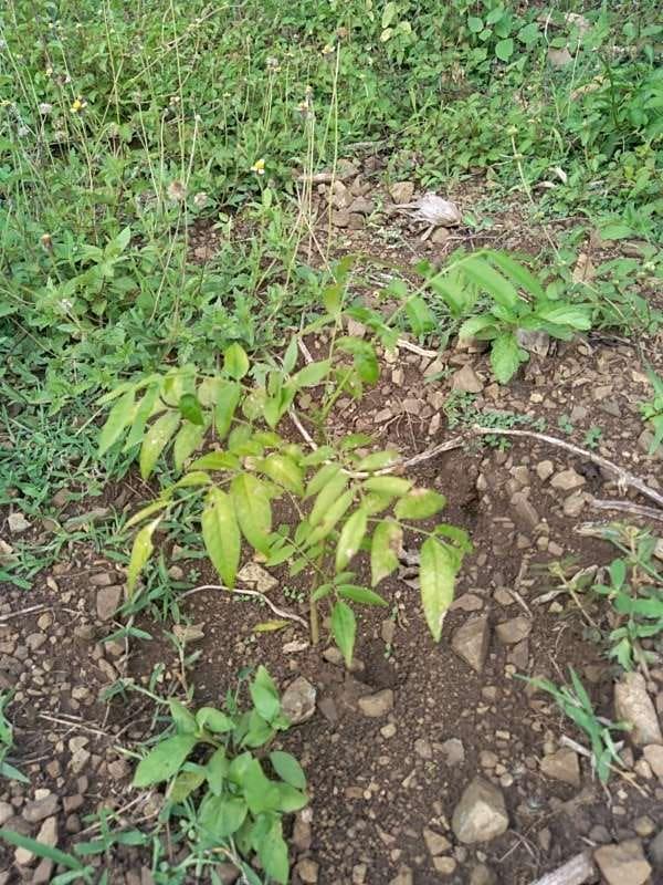 tree image