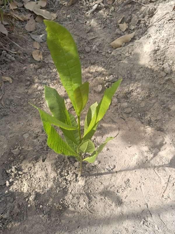 tree image