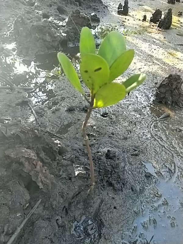 tree image