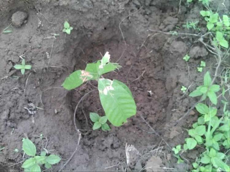 tree image